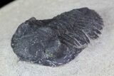 Bargain, Pseudocryphaeus (Cryphina) Trilobite #68668-4